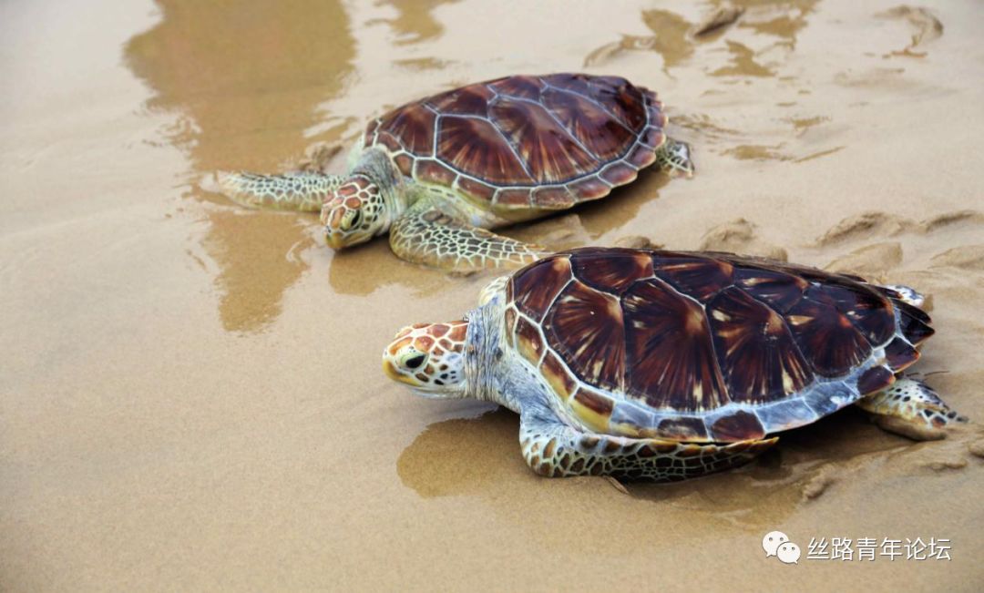 海龟1.jpg