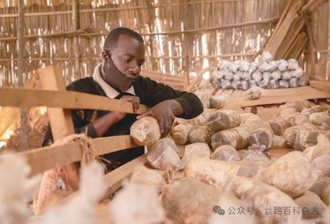 卢旺达首都基加利的一家食用菌培育作坊.png